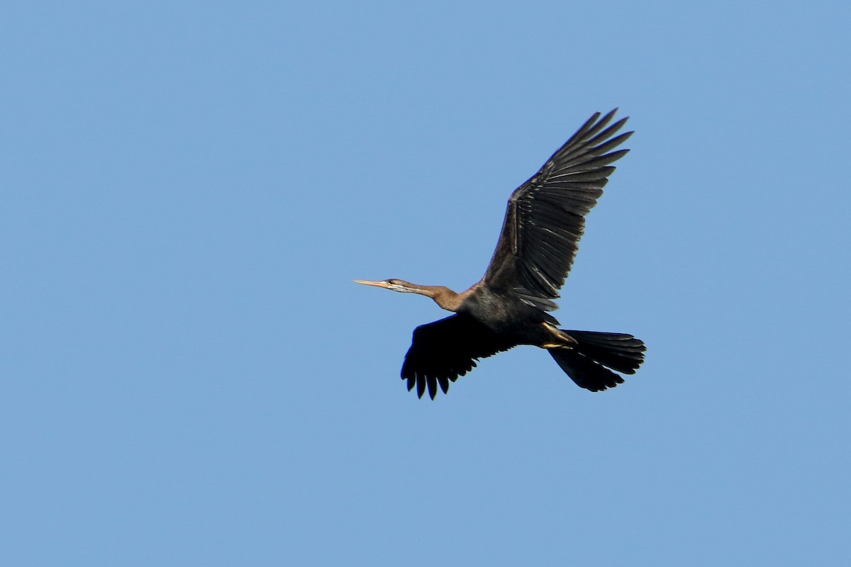 orientslangehals - ML647417204