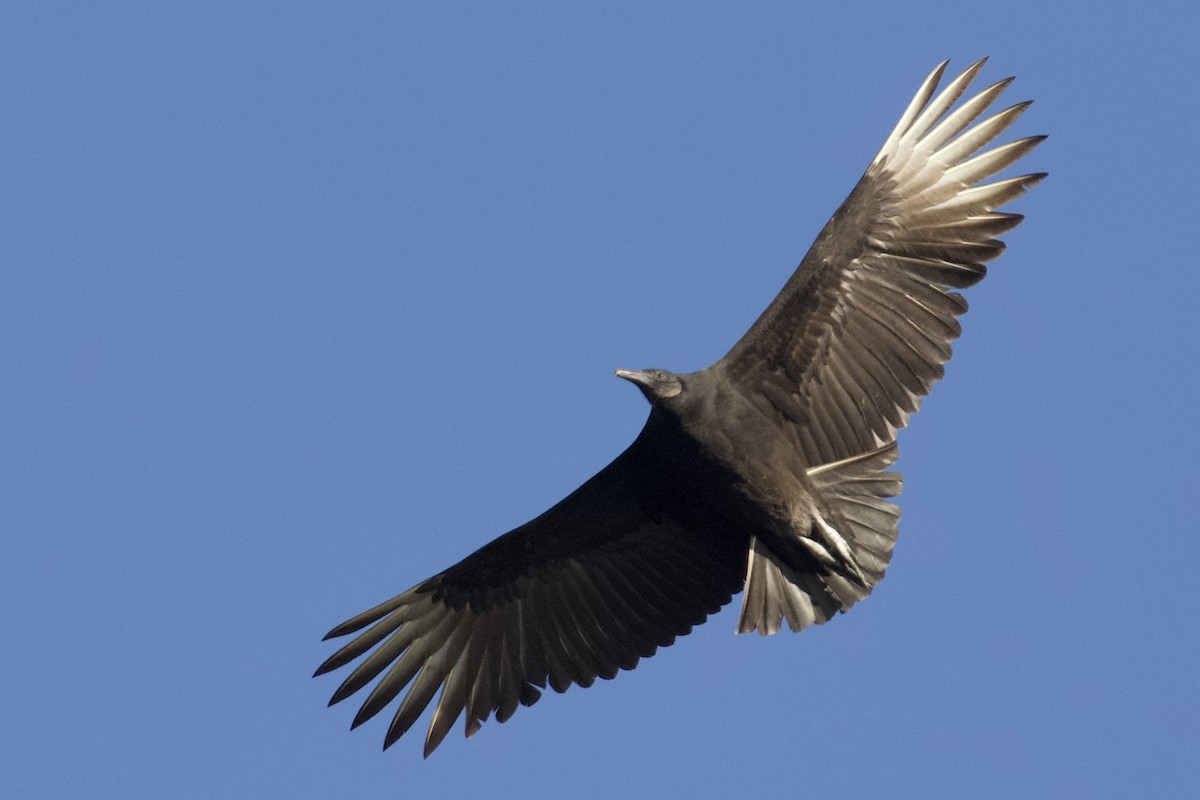 svartkondor - ML647417206