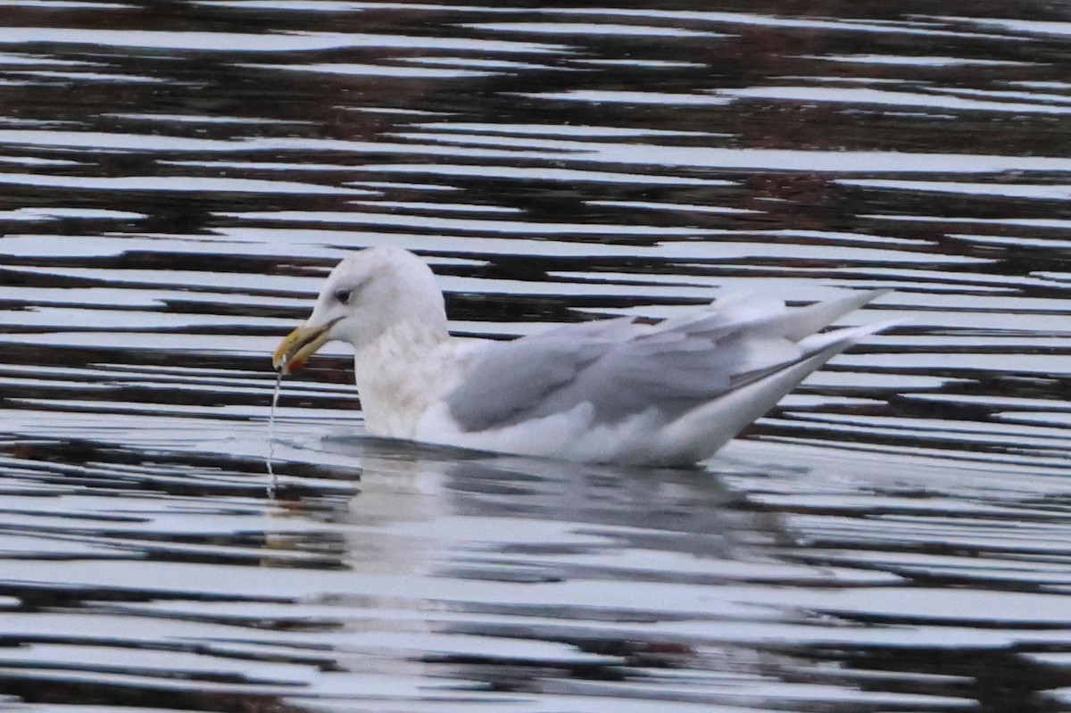 grønlandsmåke - ML647417207