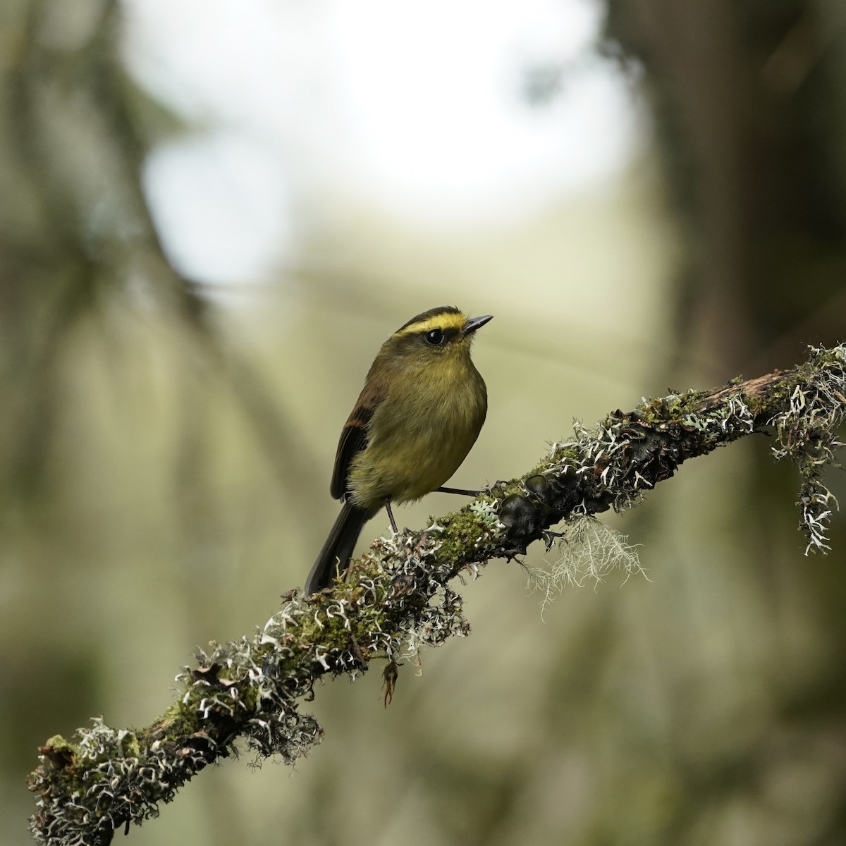 diademtyrann - ML647417208