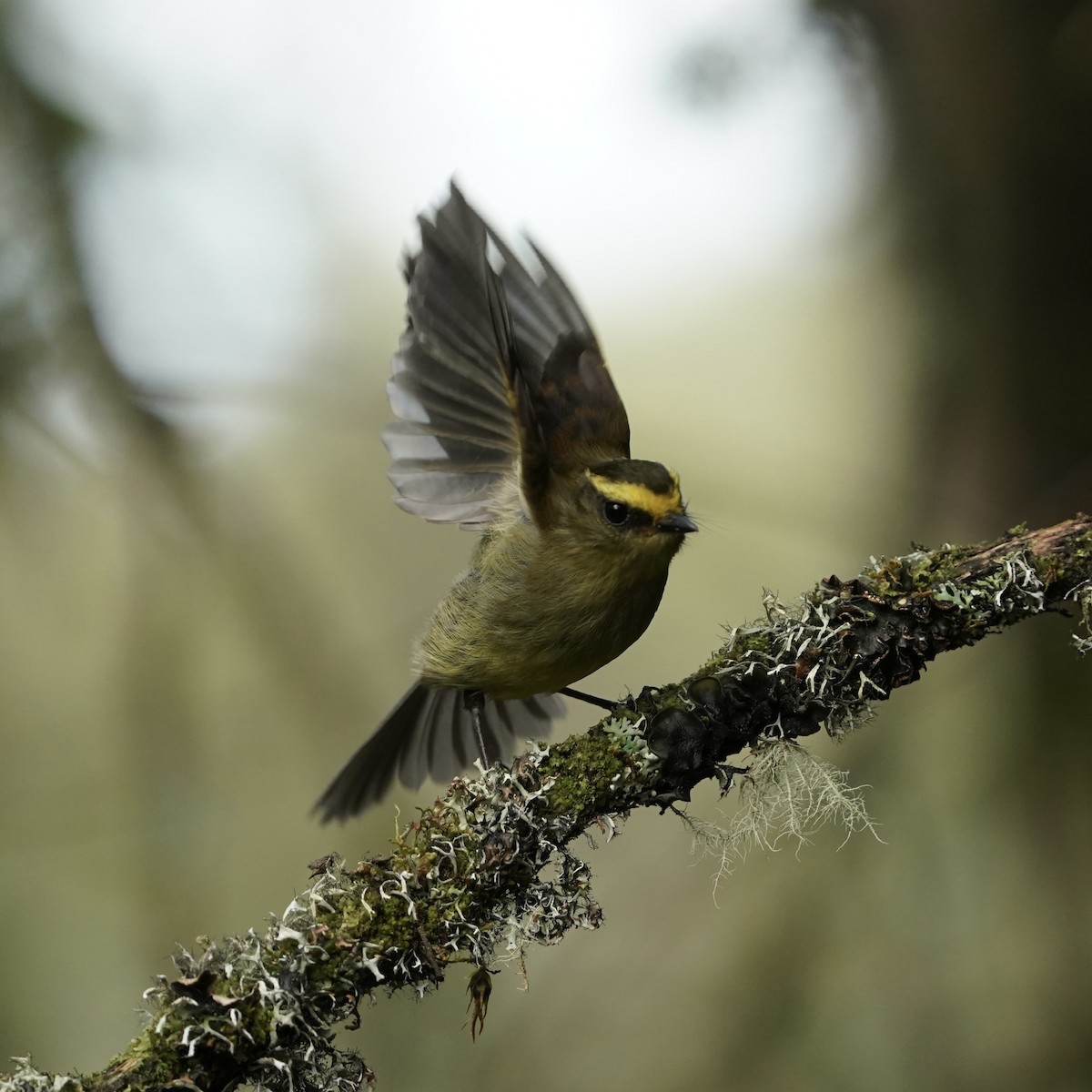 diademtyrann - ML647417209