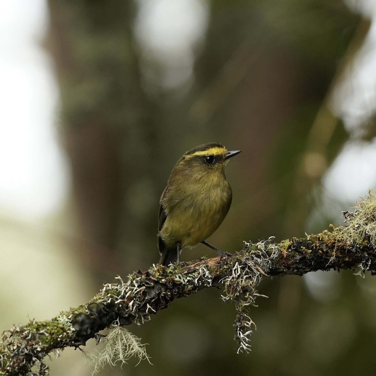 diademtyrann - ML647417210