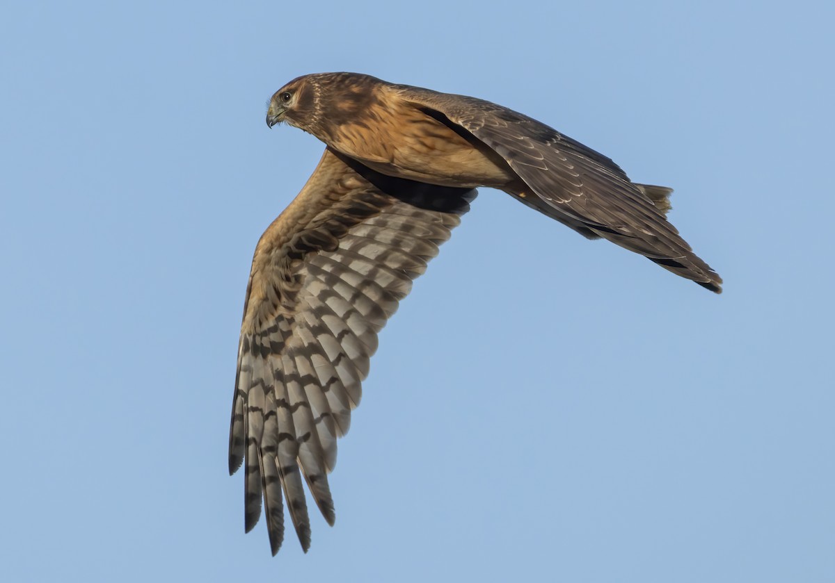 mørkmyrhauk - ML647417211