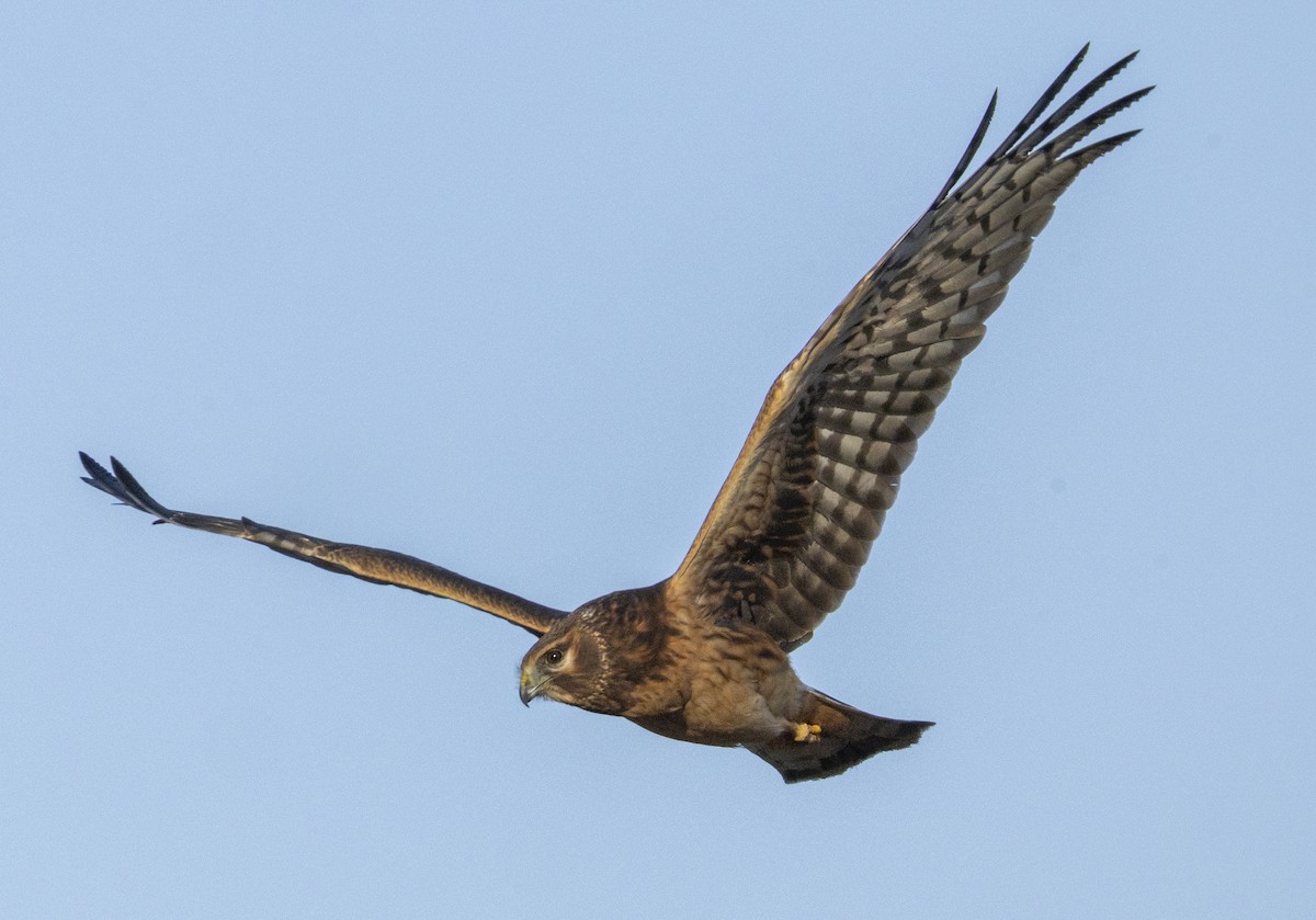 mørkmyrhauk - ML647417212