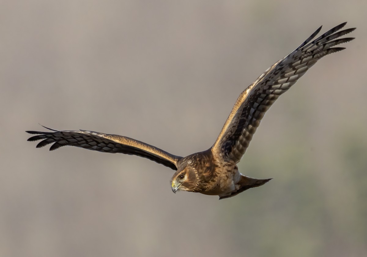 mørkmyrhauk - ML647417213