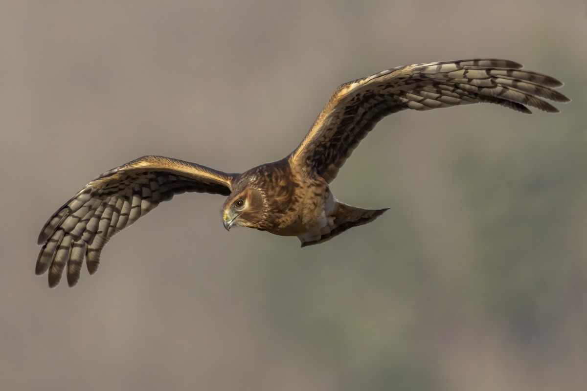 mørkmyrhauk - ML647417214