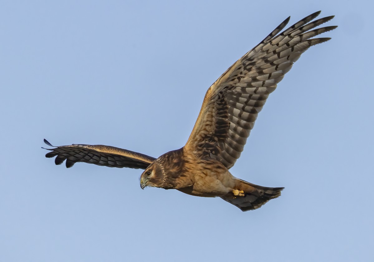 mørkmyrhauk - ML647417215