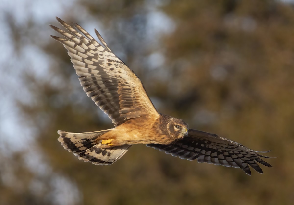 mørkmyrhauk - ML647417216