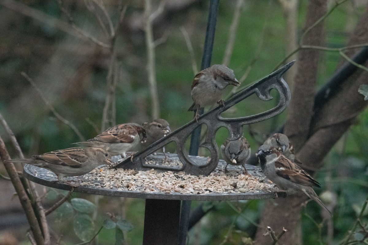 gråspurv - ML647417217