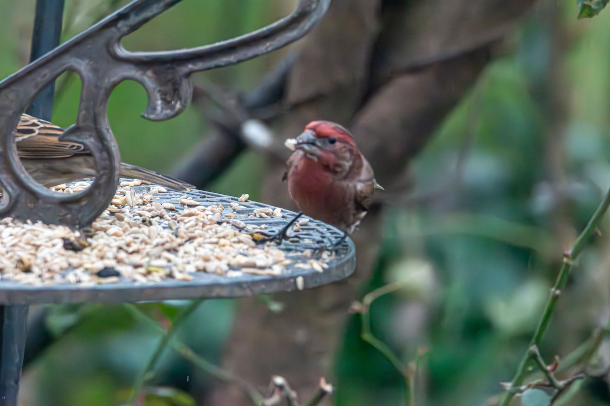 husrosenfink - ML647417218