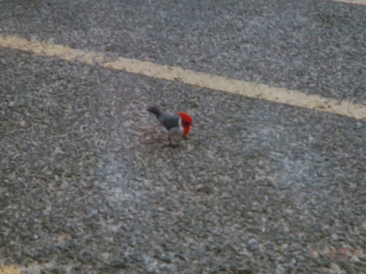 gråkardinal - ML647417219