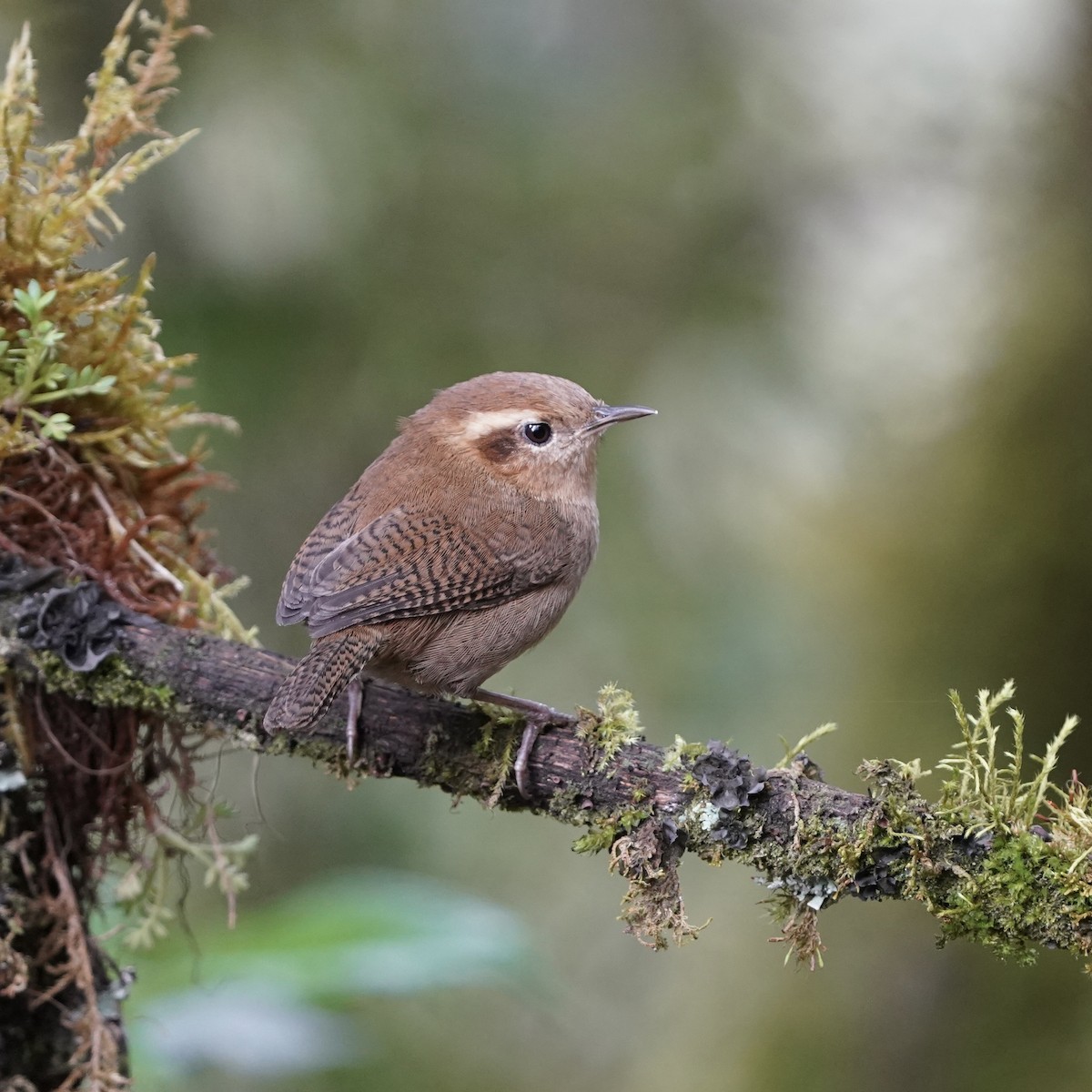 andessmett - ML647417220