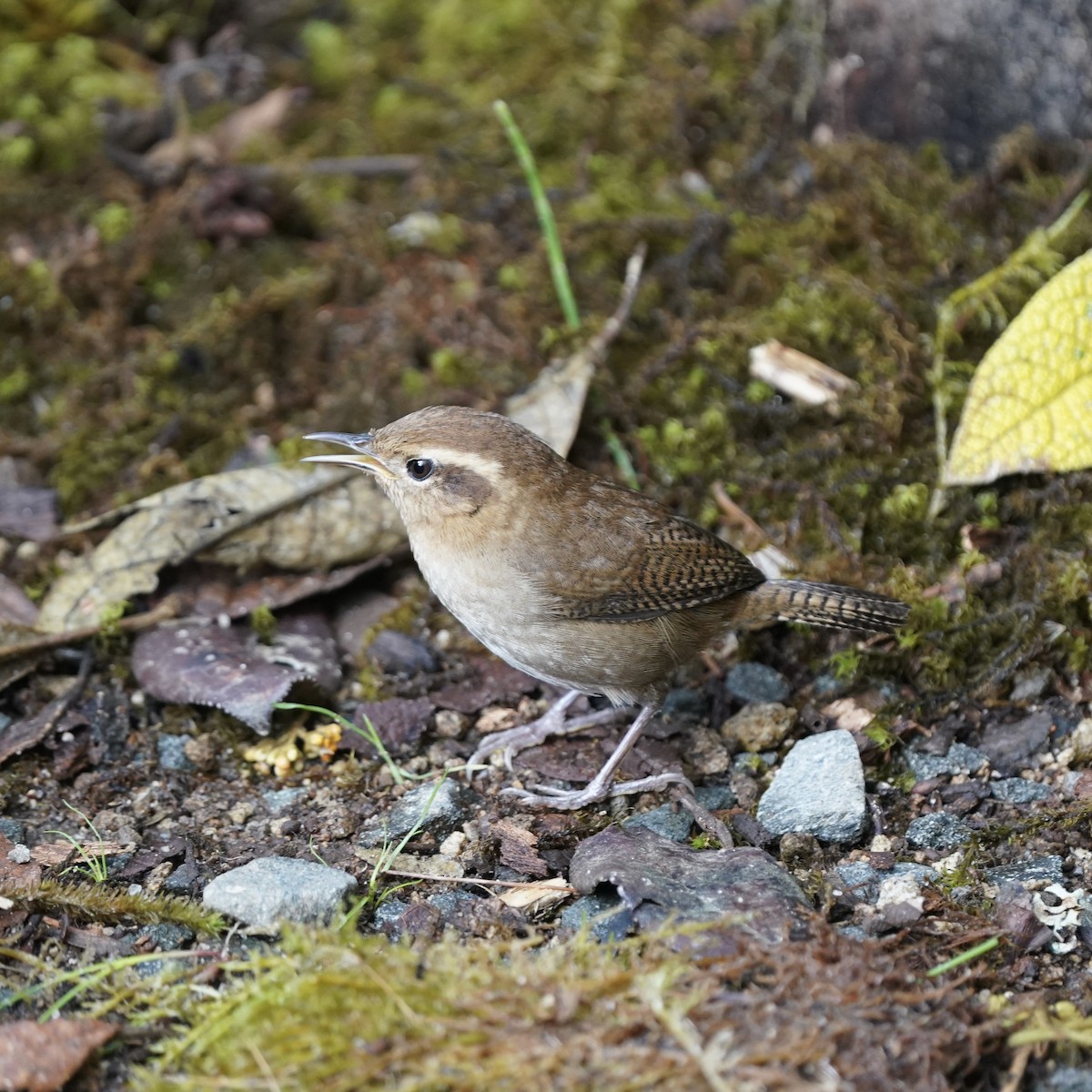 andessmett - ML647417221