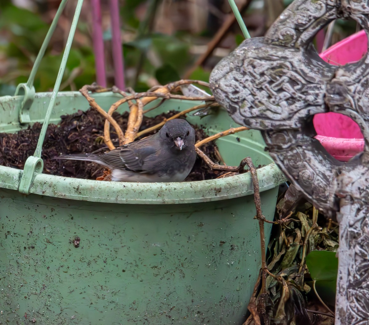 vinterjunko (hyemalis/carolinensis) - ML647417224