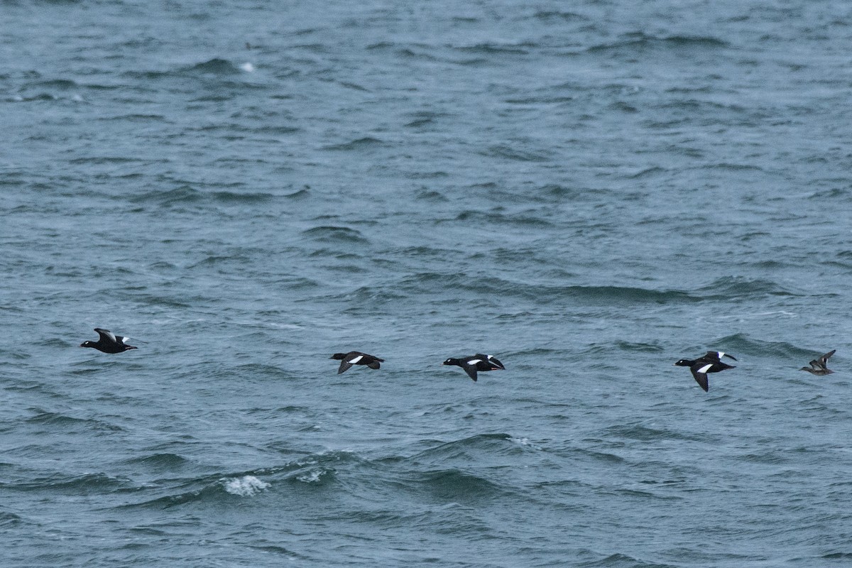 White-winged Scoter - ML647417241
