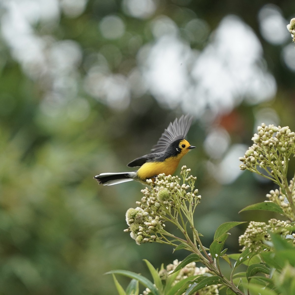 Süslü Ötleğen - ML647417244