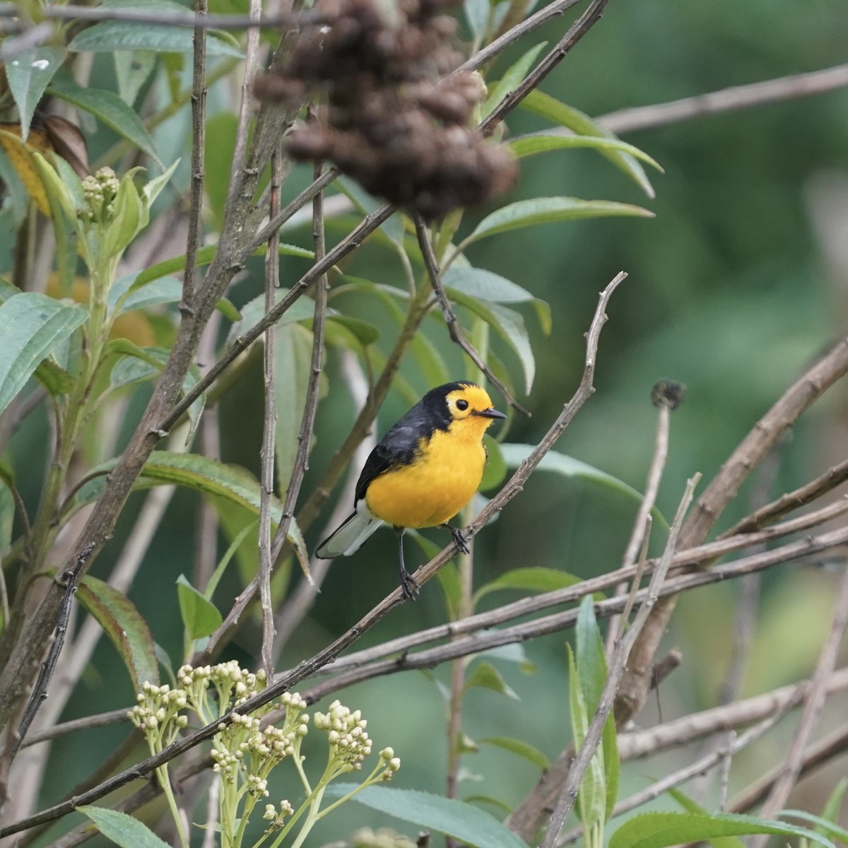 Süslü Ötleğen - ML647417245