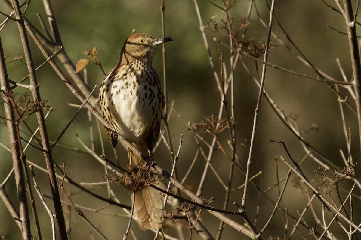 brunspottefugl - ML647417247