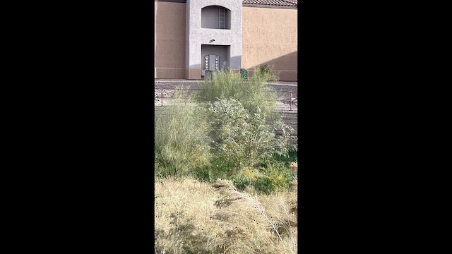 Красный мухолов - ML647417272