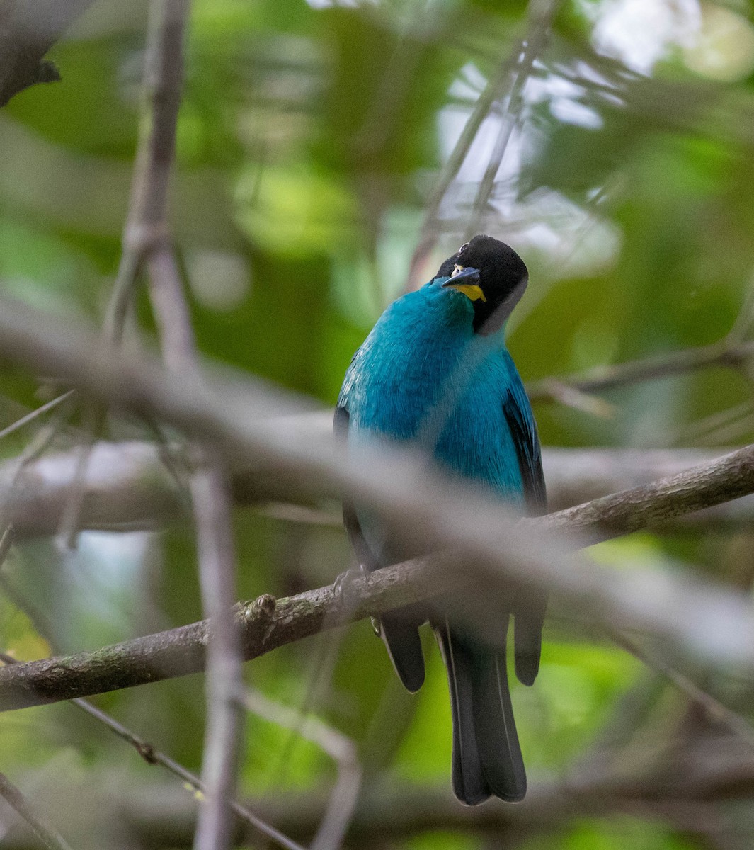 Green Honeycreeper - ML647417274