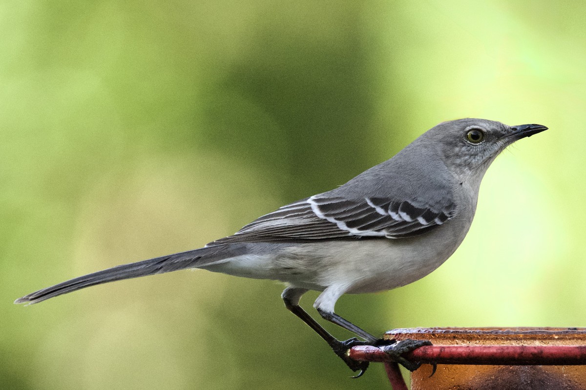 Northern Mockingbird - ML647417281