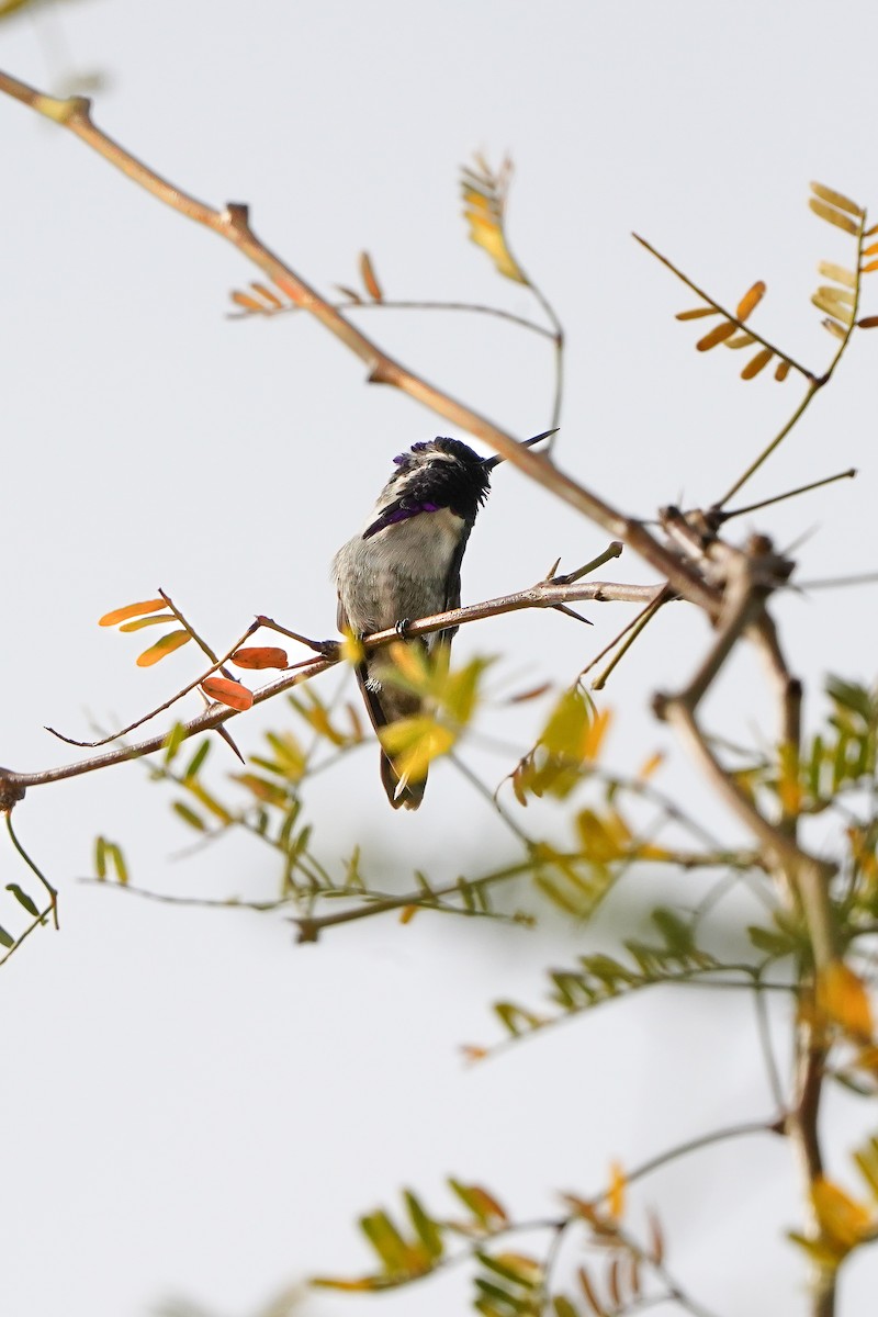 Costa's Hummingbird - ML647417304