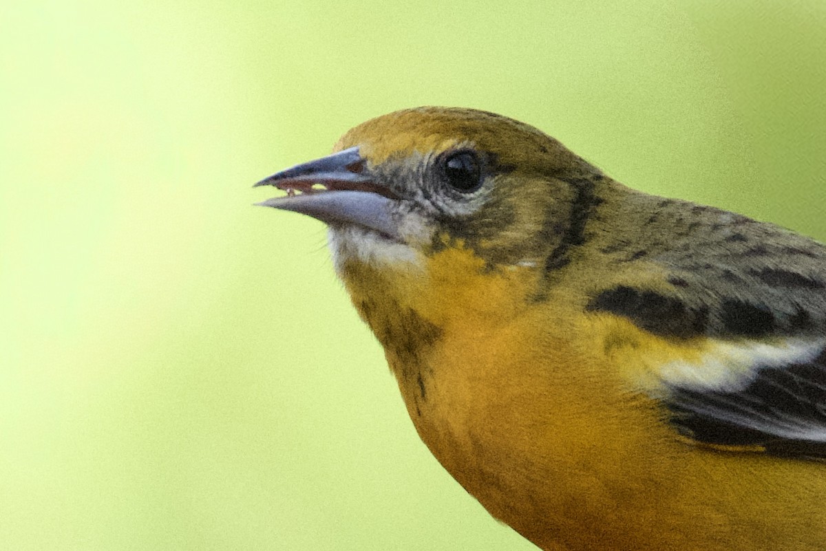 Балтиморский трупиал - ML647417307