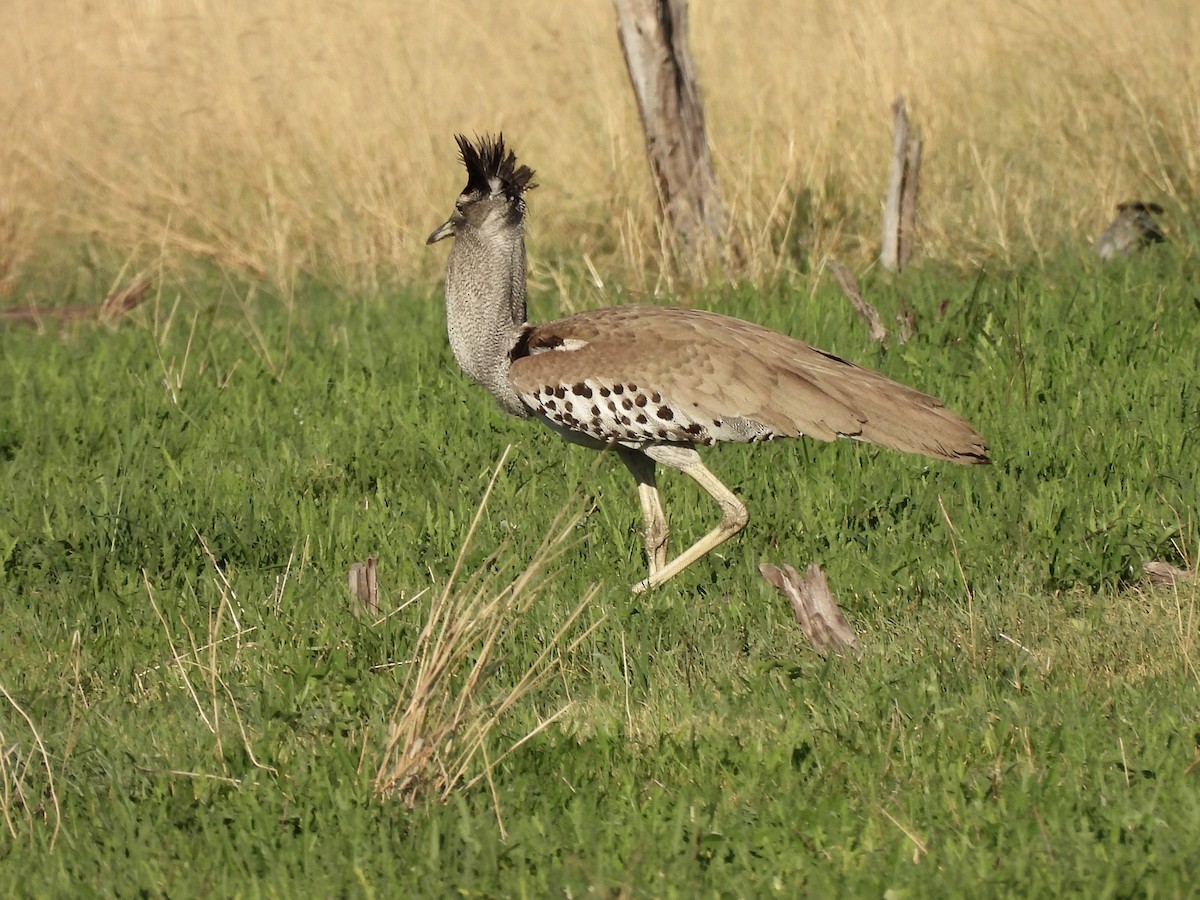 Kori Bustard - ML647417314