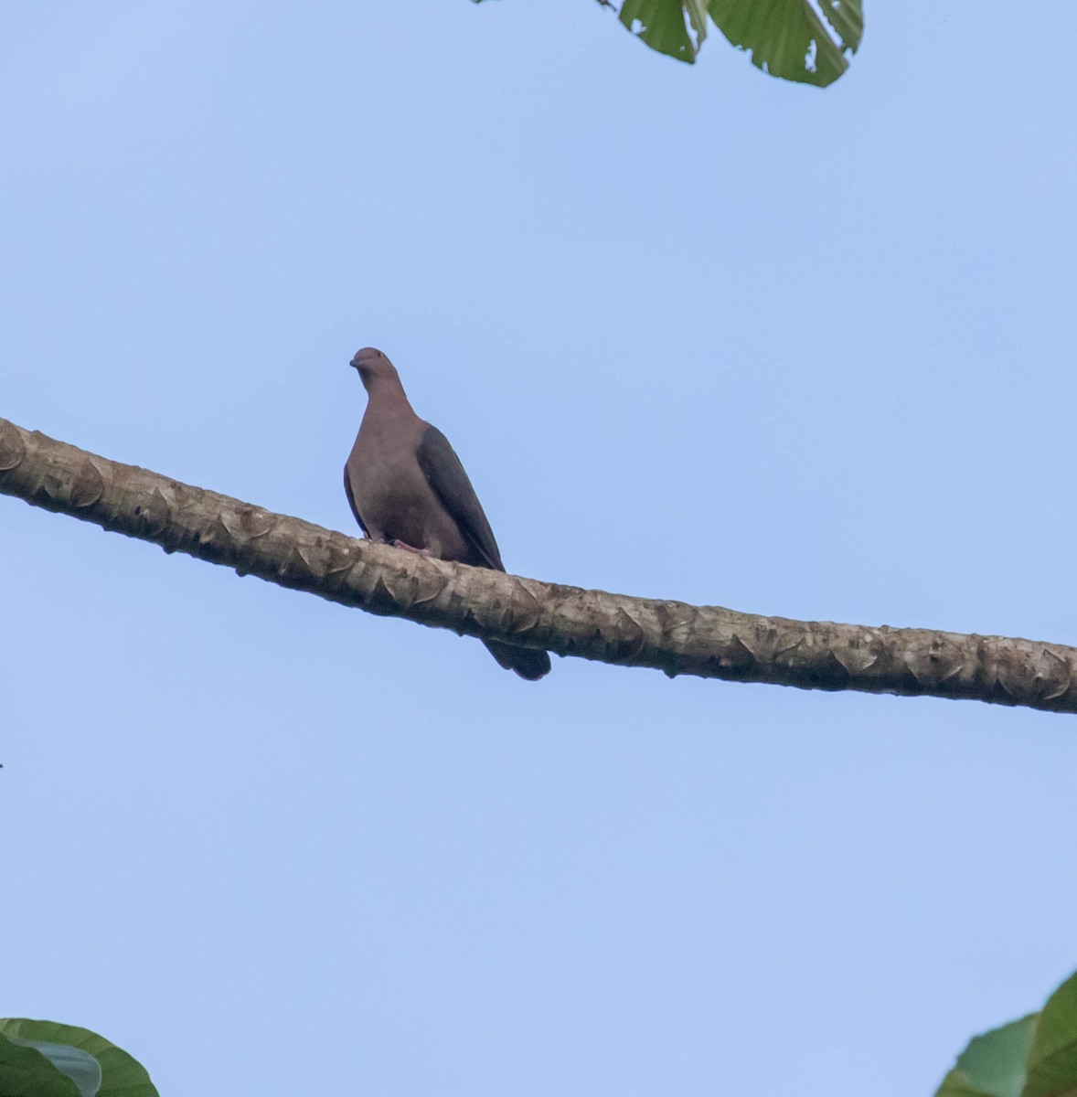 Short-billed Pigeon - ML647417324