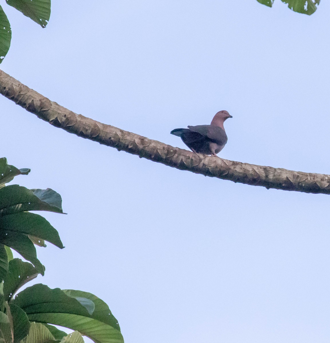 Short-billed Pigeon - ML647417325