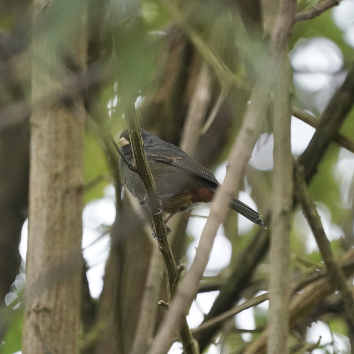 Schlankschnabel-Samenfresser - ML647417327