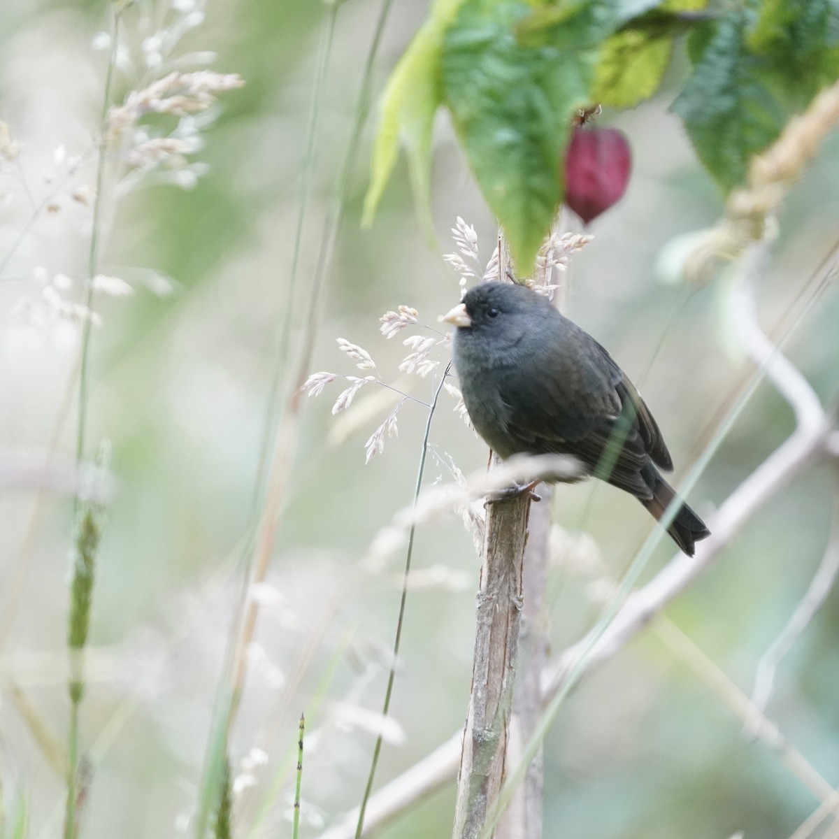 Schlankschnabel-Samenfresser - ML647417328