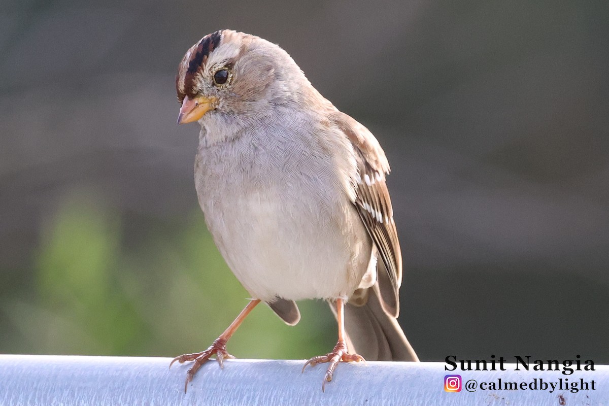 White-crowned Sparrow - ML647417346