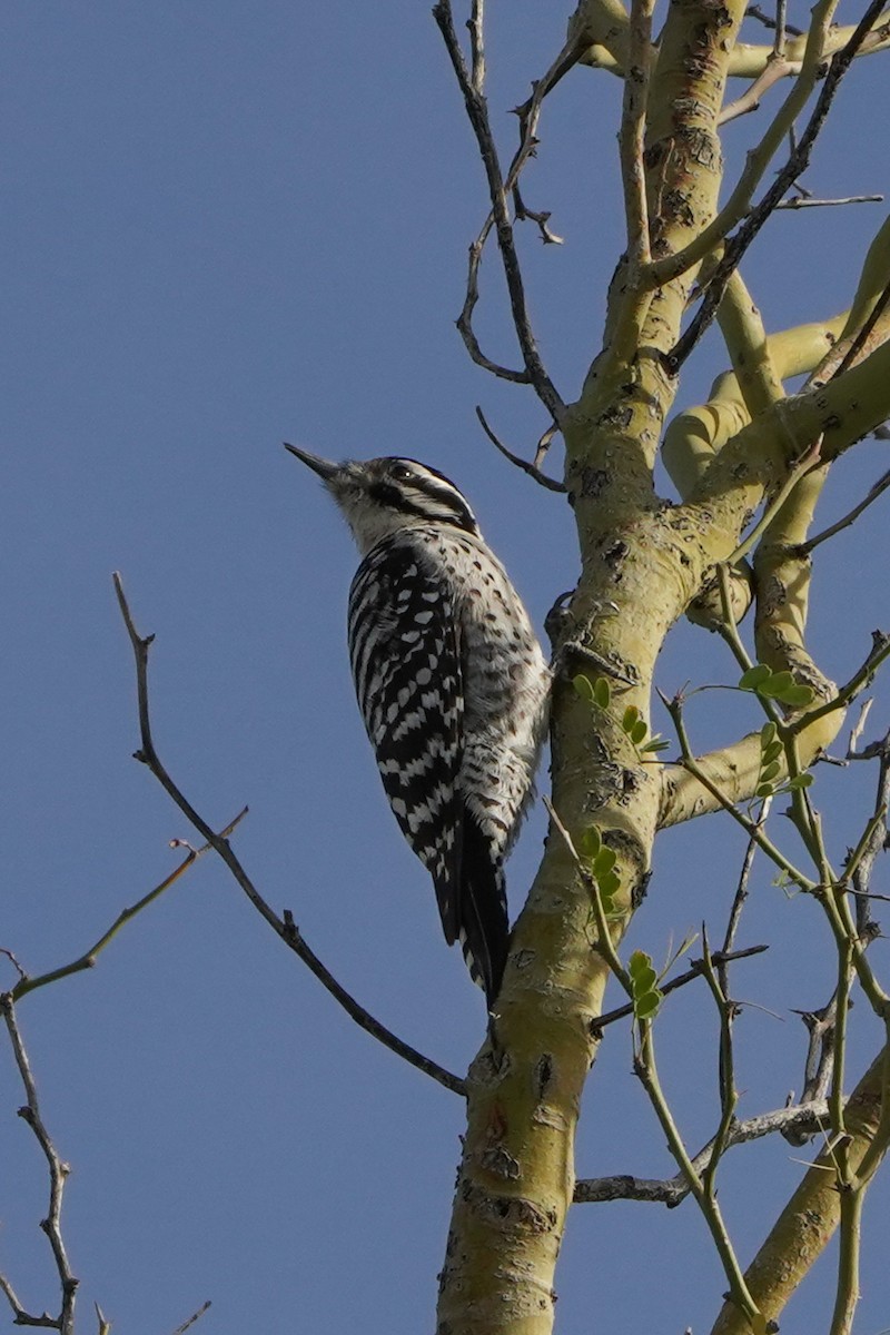 Ladder-backed Woodpecker - ML647417349
