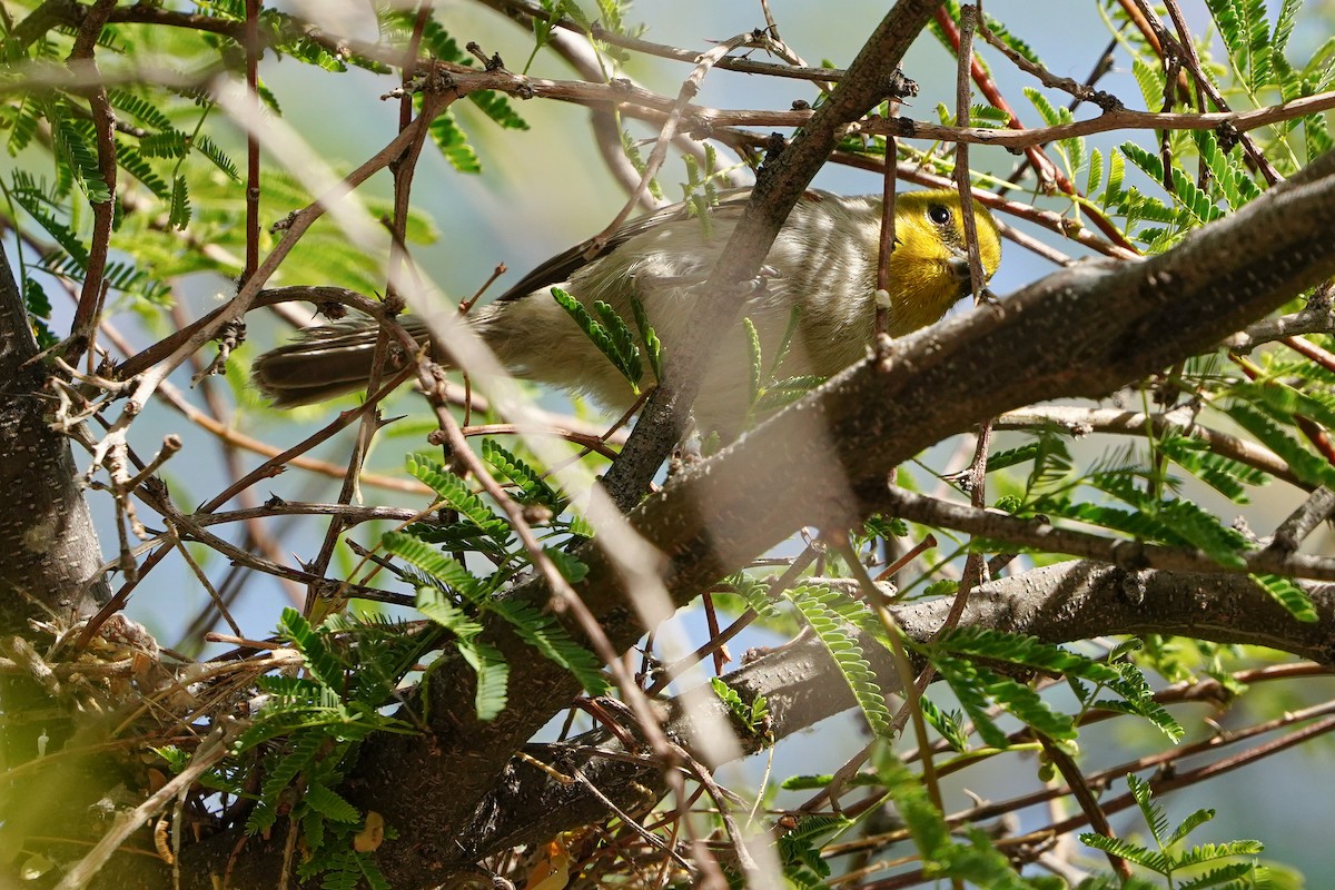 Verdin - ML647417361