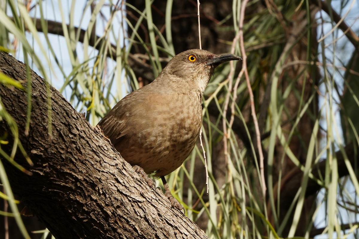 Curve-billed Thrasher - ML647417366