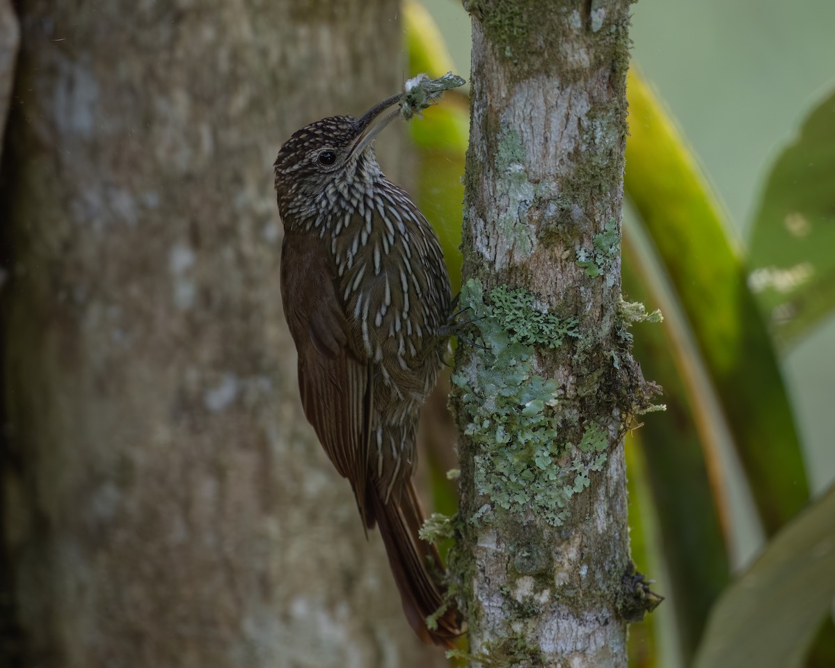 Grimpar montagnard - ML647417371