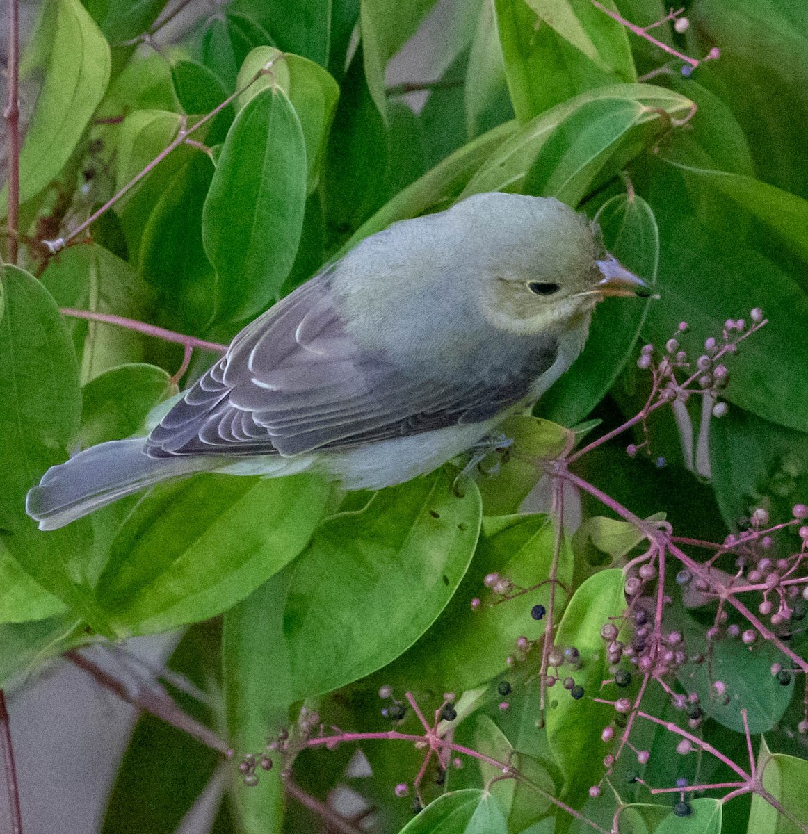 Plain-colored Tanager - ML647417372