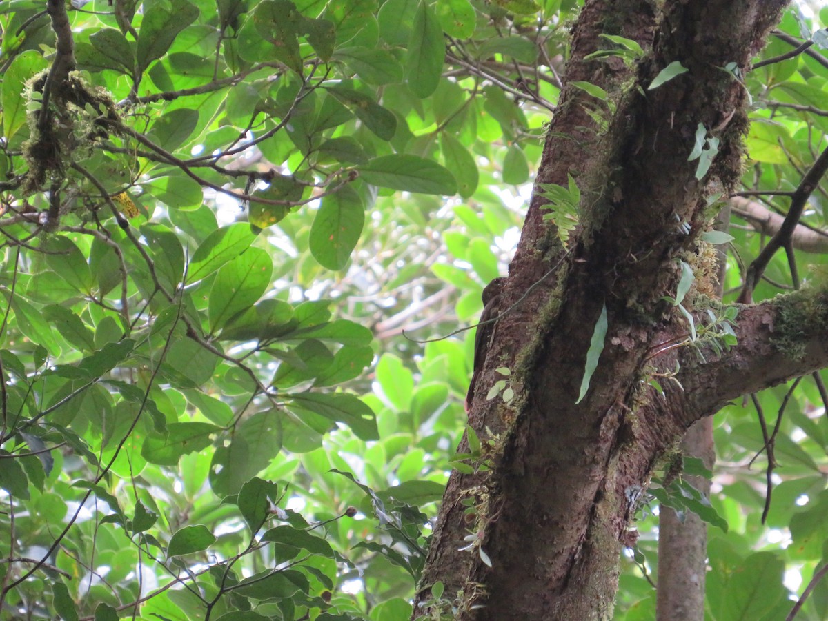 Spotted Woodcreeper - ML647417386