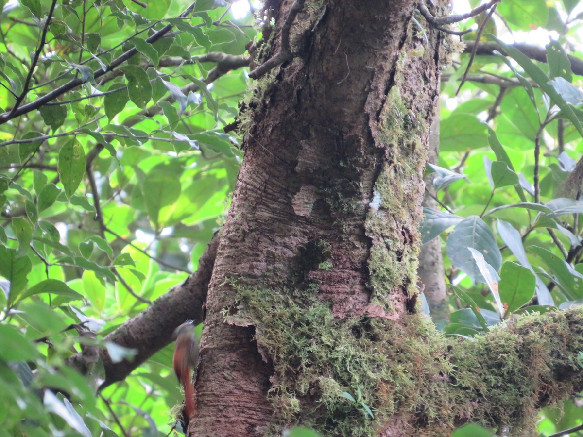 Olivaceous Woodcreeper - ML647417394