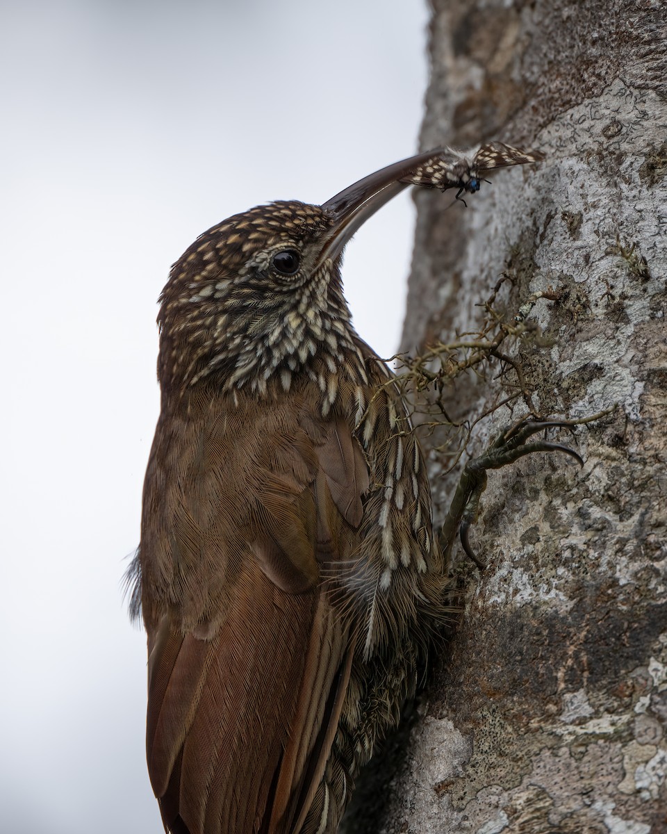 Grimpar montagnard - ML647417397