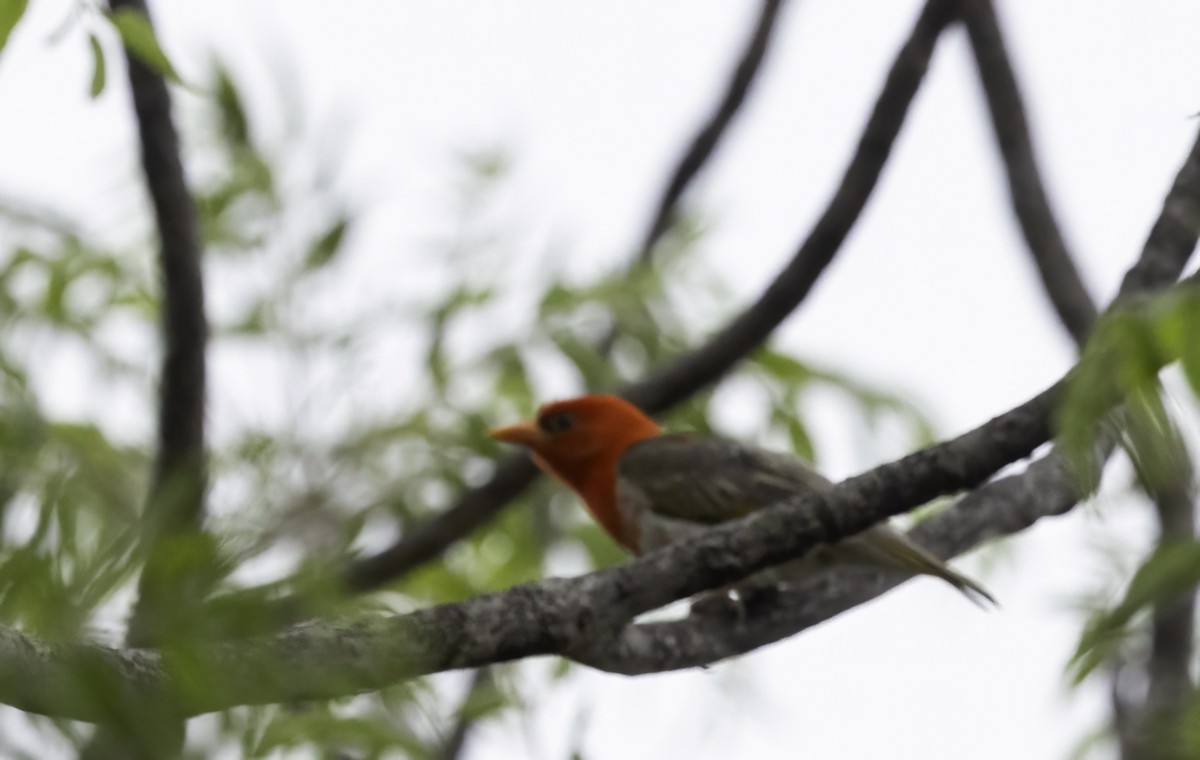 Red-headed Weaver - ML647417440