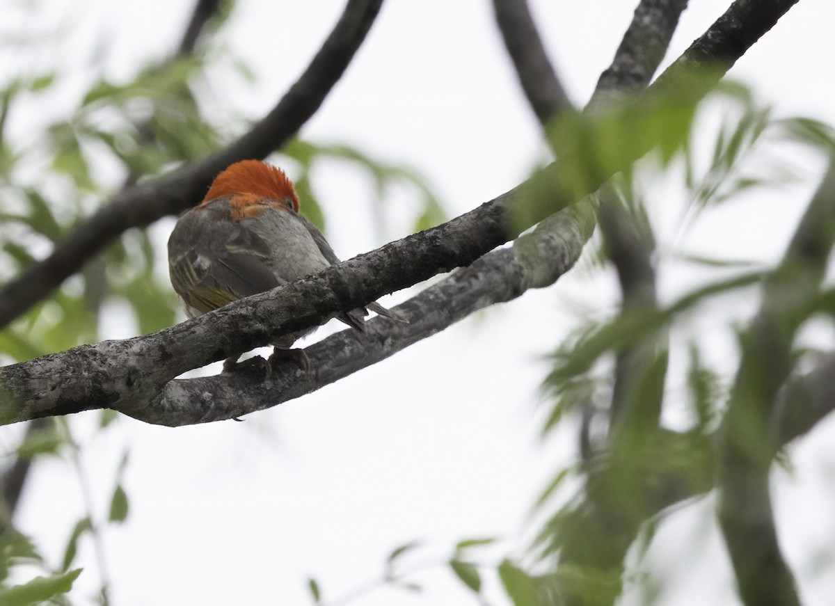 Red-headed Weaver - ML647417441