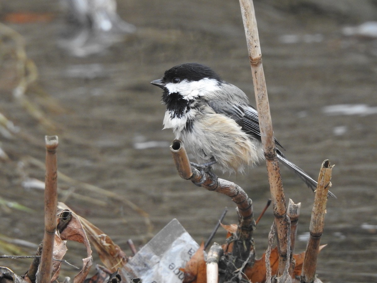 Black-capped Chickadee - ML647417446