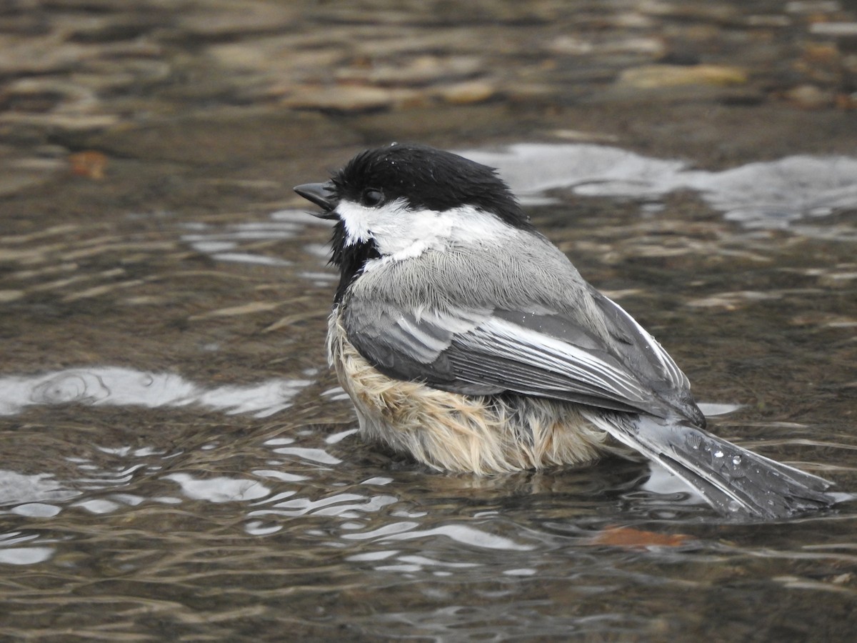 Black-capped Chickadee - ML647417450