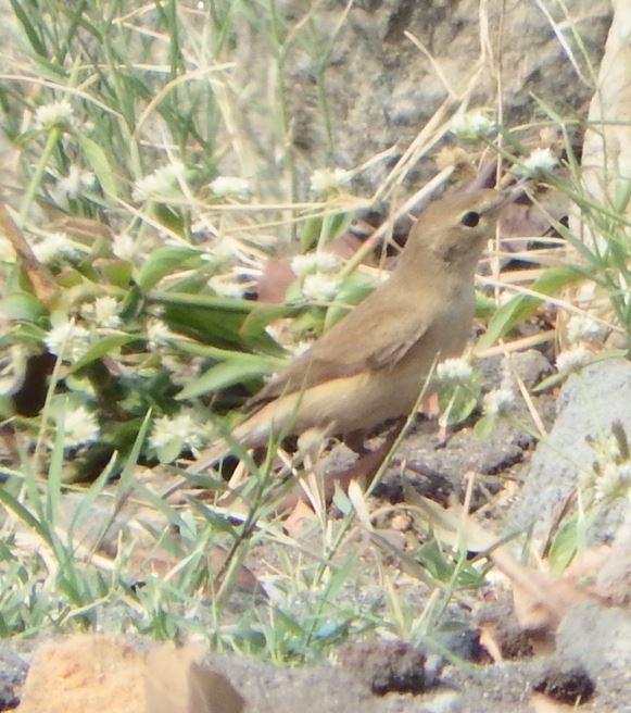 Sykes's Warbler - ML647417459