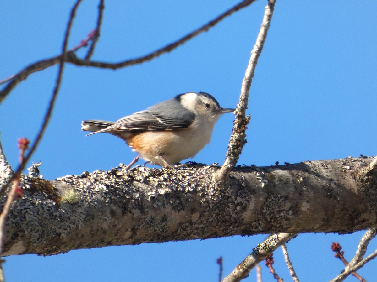 Weißbrustkleiber - ML647417469