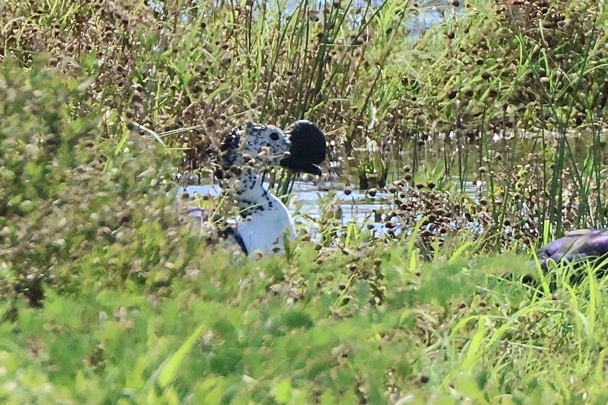 Качка шишкодзьоба - ML647417488