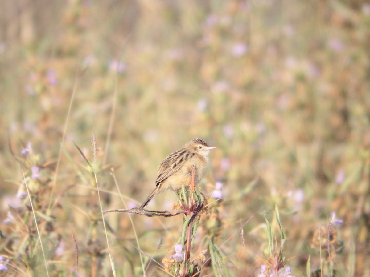 Zitting Cisticola - ML647417525