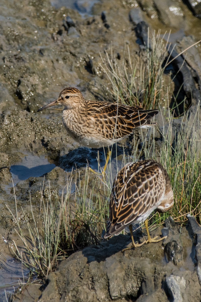 Дутыш - ML647417539